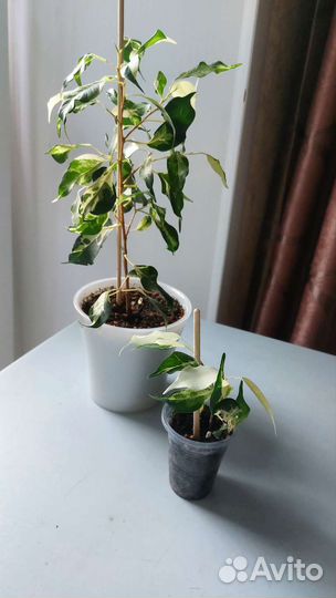 Фикус бенджамина Кёрли