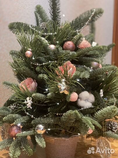 Ель новогодняя живая