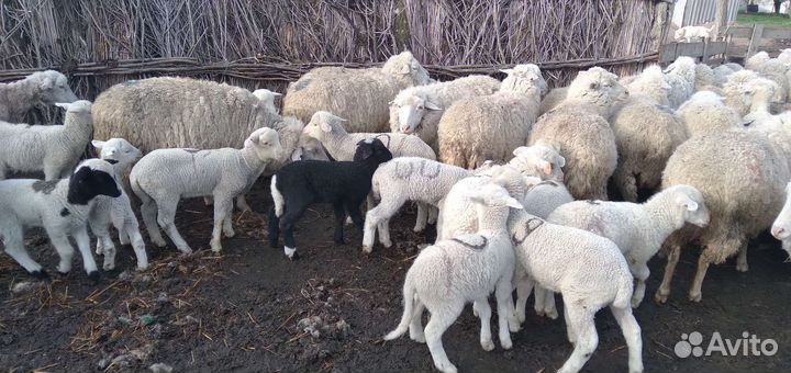 Матки с ягнятами