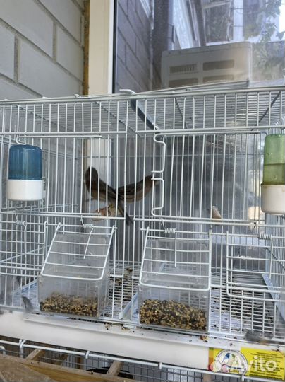 Кенар поющий