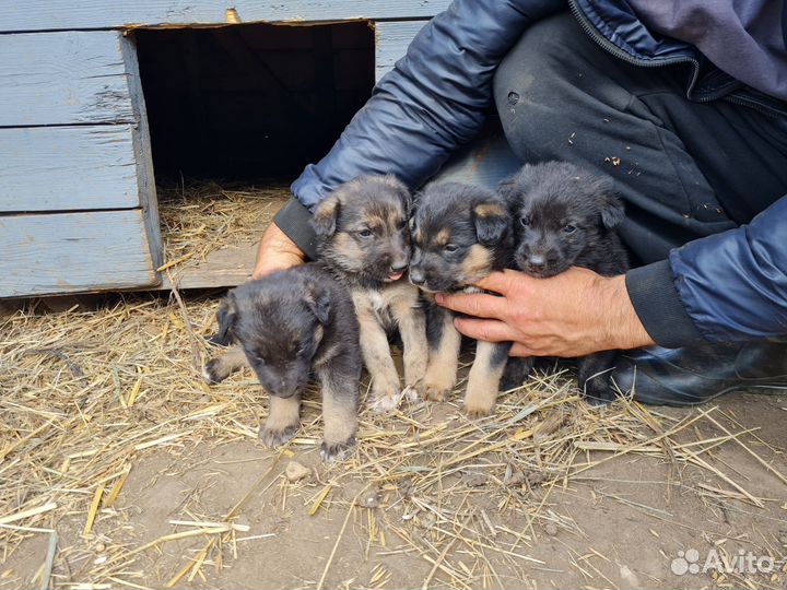 Щенки немецкой овчарки
