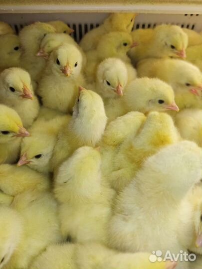 Птенцы всегда широкий ассортимент/доставка