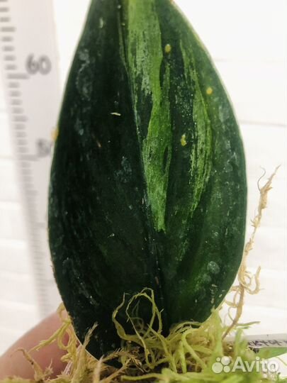 Сциндапсус Dark forms Ellow var