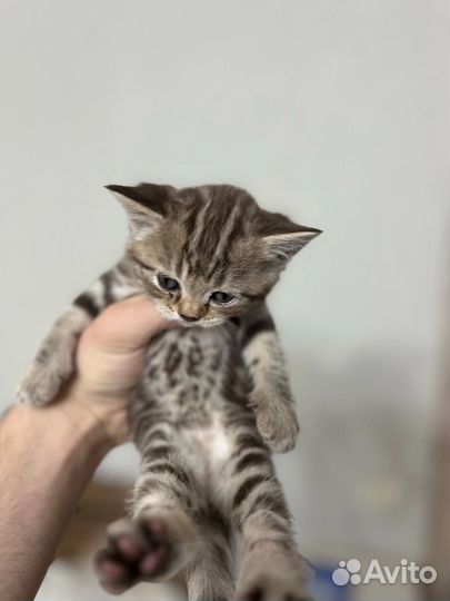 Британские котята