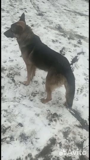 Немецка овчарка Айк