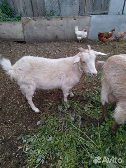 Коза дойная