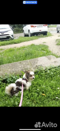 Собака ищет дом