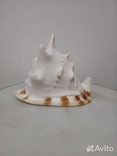 Ракушка морская большая