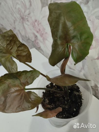 Сингониум(детки),Эпипремнум