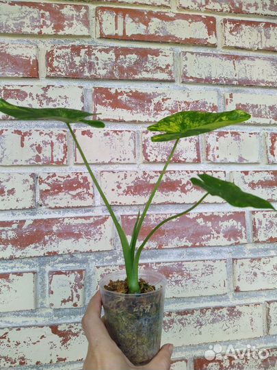 Alocasia Оdora 'Aurea-Variegata