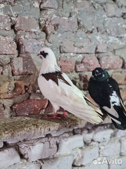 Бакинские бойные голуби