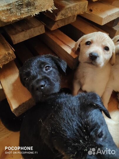 Лабрадор ретривер щенки
