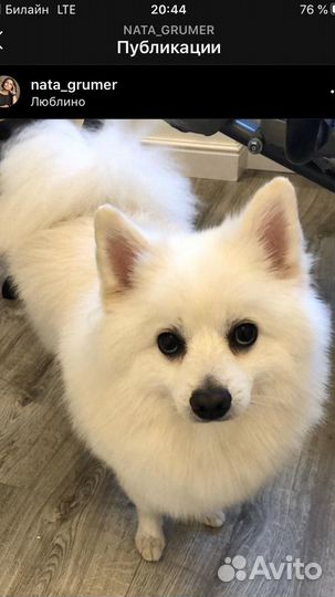 Грумер Стрижка собак и кошек (Люблино)