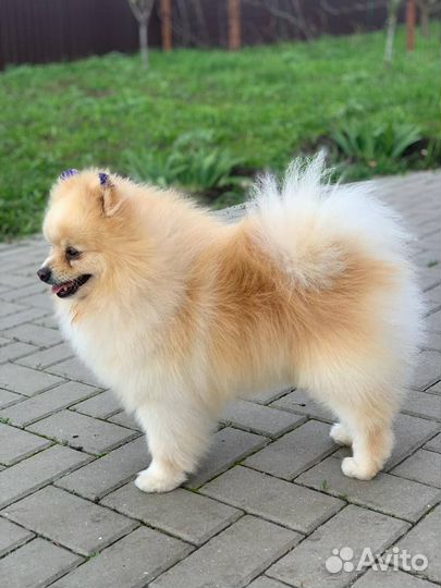 Груминг / стрижка собак