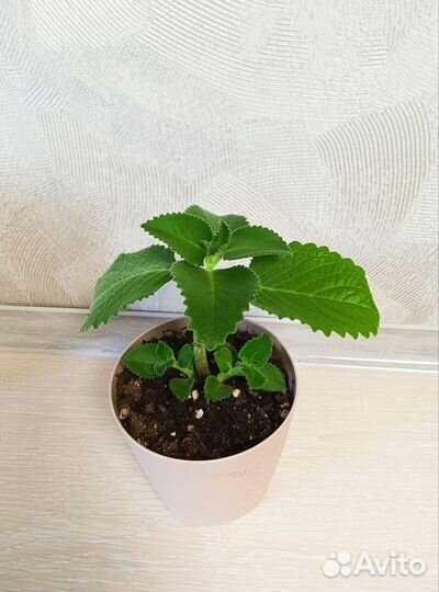 Плектрантус (комнатная мята )