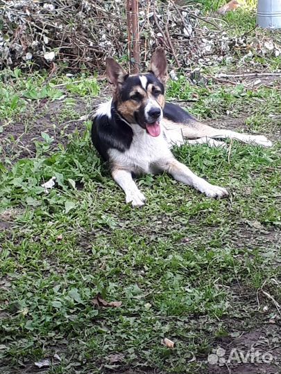 Собака в добрые руки