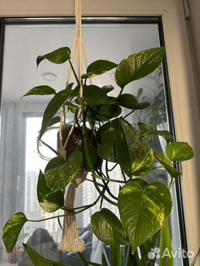 Эпипремнум