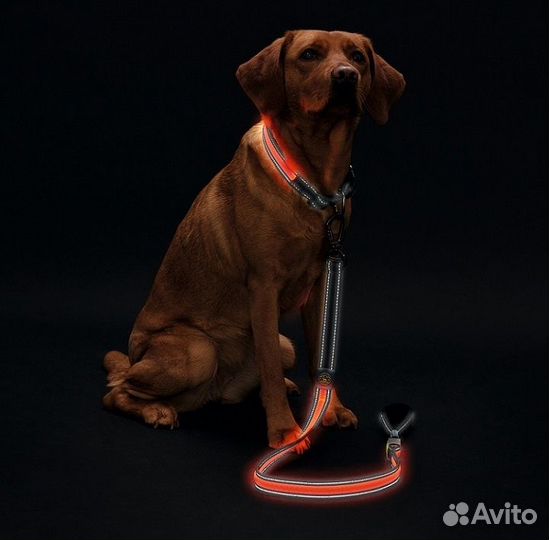 Hunter hunter LED Поводок Manoa Glow, оранжевый