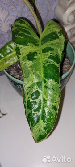 Сортовые филодендроны