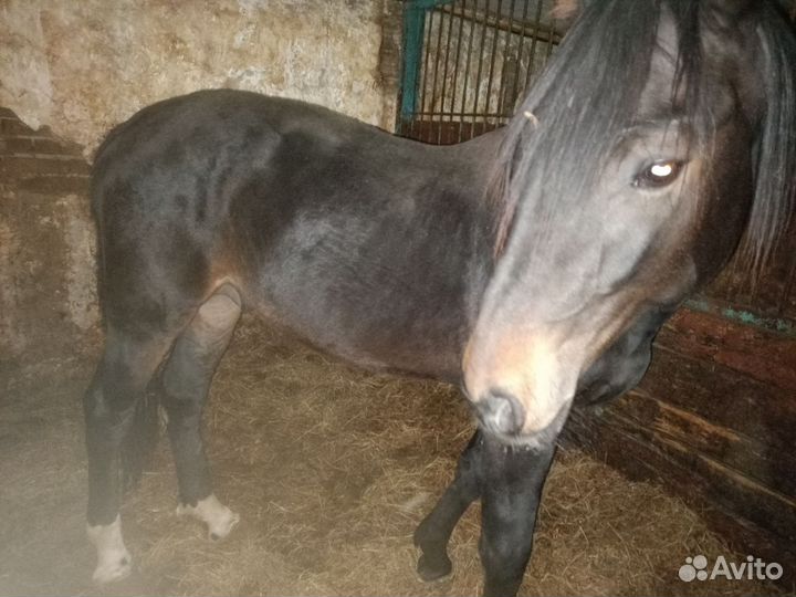 Лошадь жеребец