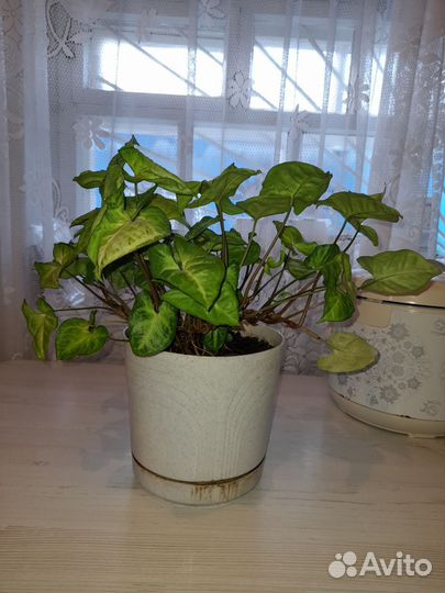 Сингониум комнатное растение
