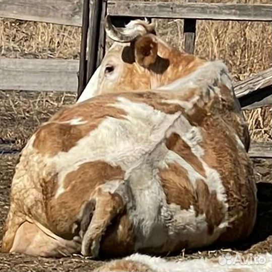 Продажа крс