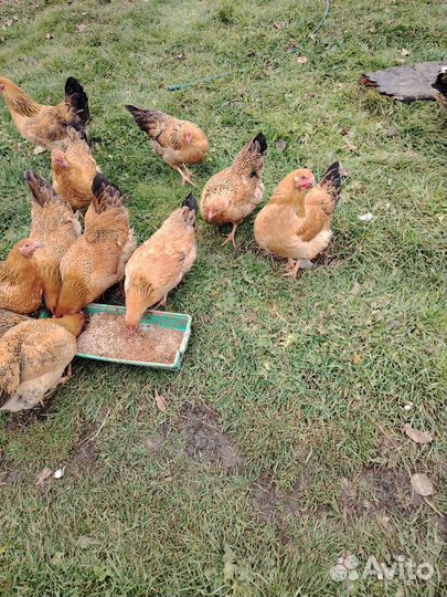 Куры и петухи породы Кучинская юбилейная