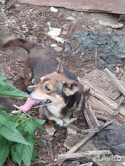 Собаки бесплатно