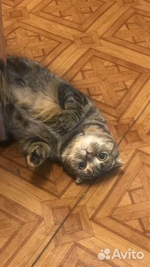 Отдам шотландскую кошку, подробности по телефону