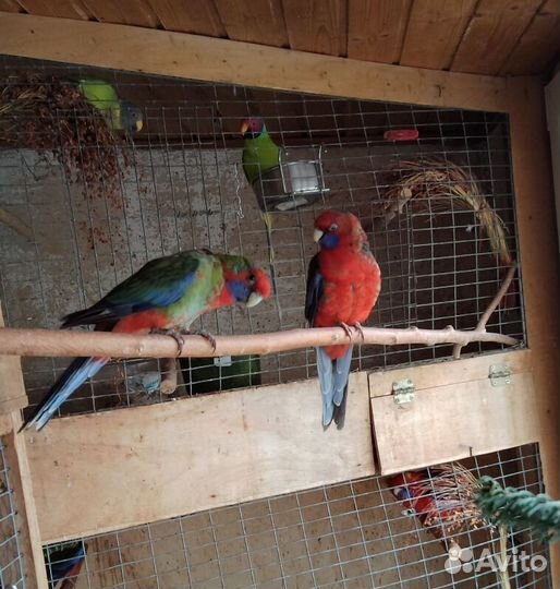 Пинантовая красная розелла и другие