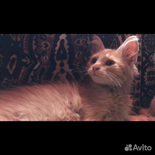 Котенок в добрые руки