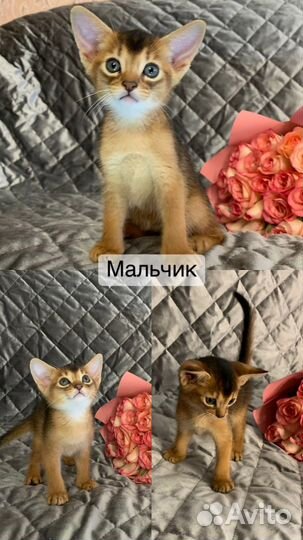 Абиссинская
