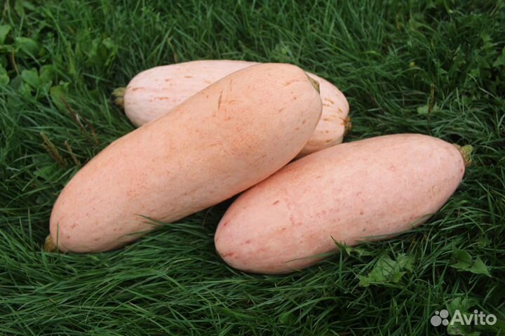 Тыква Розовый банан, семена, 5 шт