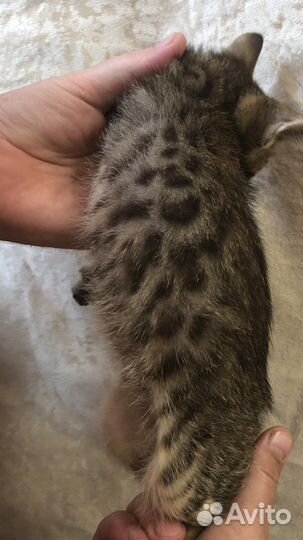 Бенгальские котята