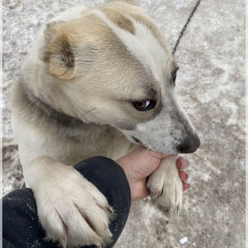 Собака в добрые руки