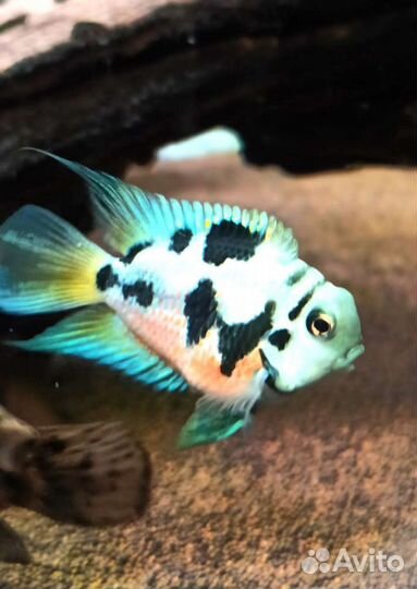 Аквариумные рыбки