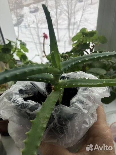 Комнатные цветы алоэ