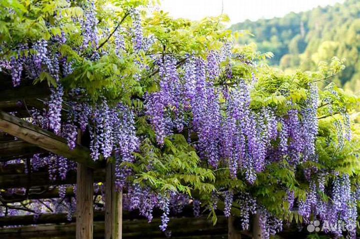 Саженцы декоративных культур