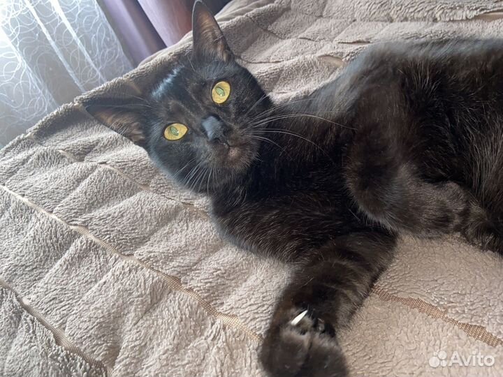 Кошка