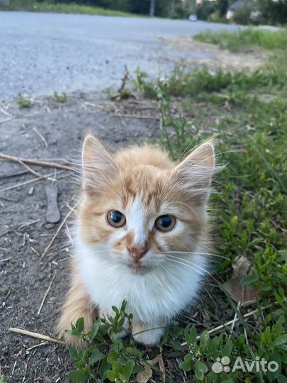 Отдам в добрые руки