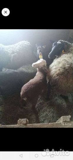 Катумские и Романовские овцы