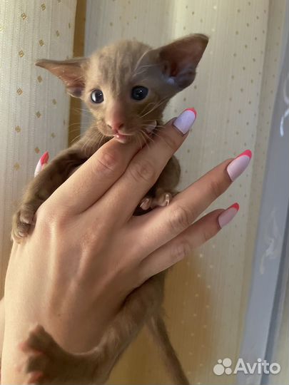 Ориентальные