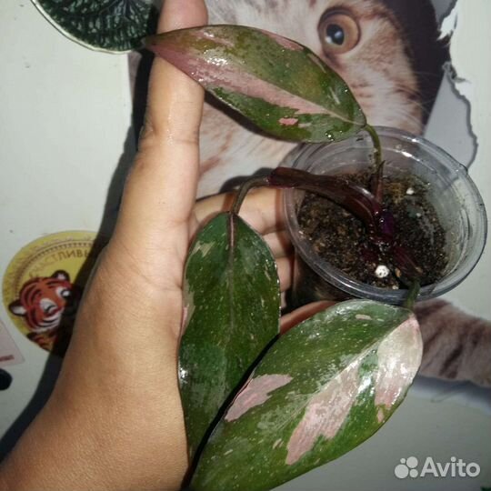 Филодендрон розовая принцесса