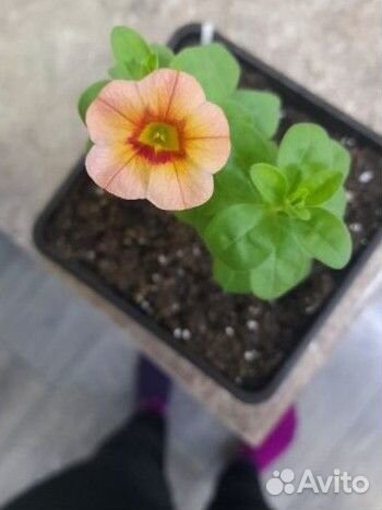 Петуния рассада