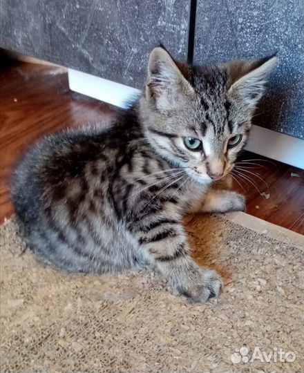 Котенок в добрые руки