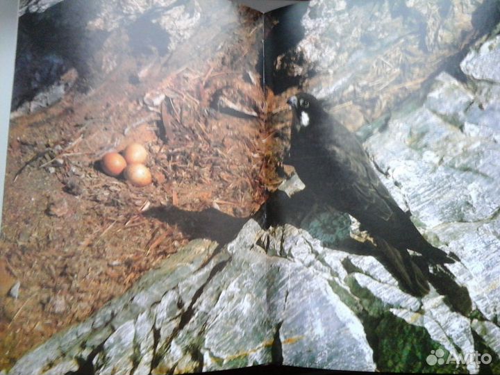 Книга: Уильям Х. Амос. Живой мир островов