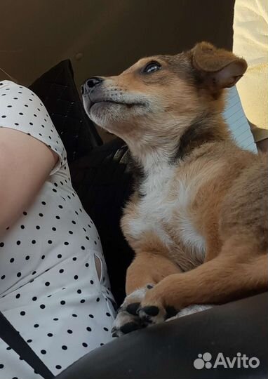 Щенок