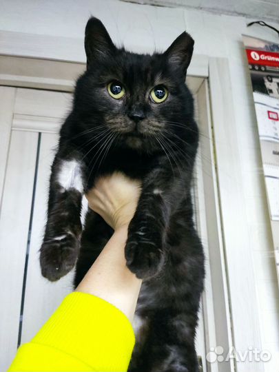 Кошка Рокси