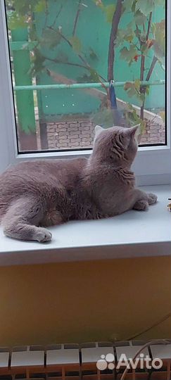 Продам кота