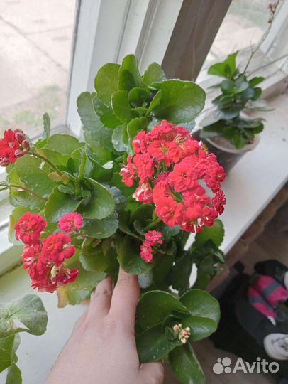 Каланхоэ красные